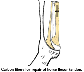 Carbon fiber repair of horse tendon
